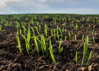 Кабардино-Балкария получает рекордные урожаи кукурузы